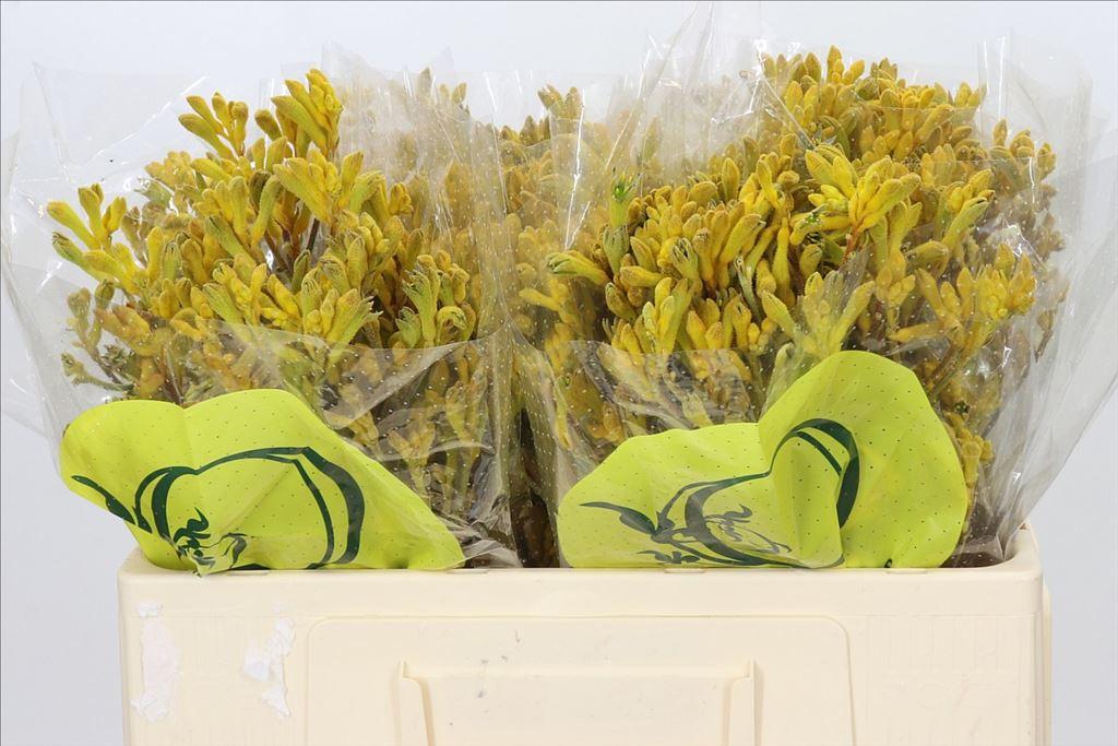 Срезанные цветы оптом Anigozanthos yellow mix от 70шт из Голландии с доставкой по России
