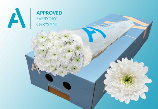 Срезанные цветы оптом Chrys sp baltica от 200шт из Голландии с доставкой по России