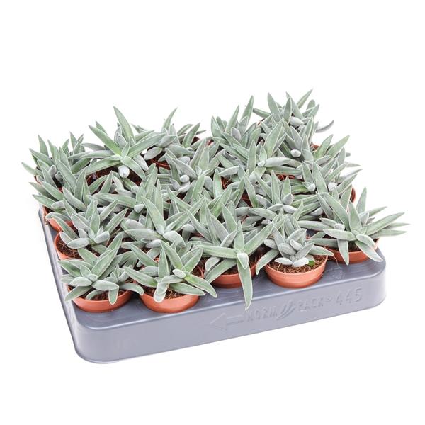 Горшечные цветы и растения оптом Crassula Silver от 20шт (для телеги) из Голландии с доставкой по России