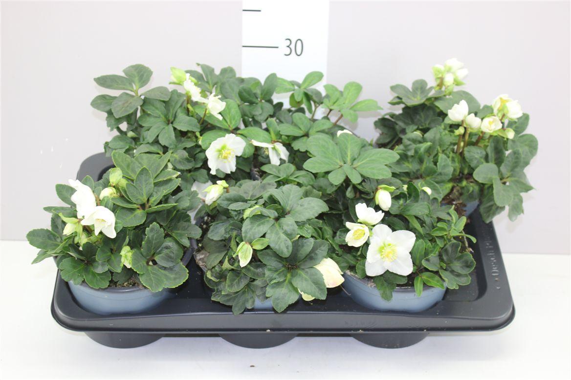 Горшечные цветы и растения оптом Helleborus Ni Chr Carol от 6шт из Голландии с доставкой по России