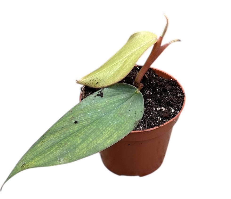 Горшечные цветы и растения оптом Philodendron Burle Marx Fantasy от 1шт (для телеги) из Голландии с доставкой по России