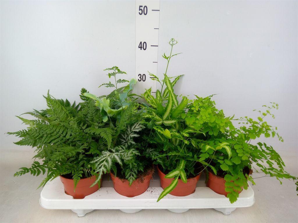 Горшечные цветы и растения оптом Ferns   ...mix от 8шт из Голландии с доставкой по России