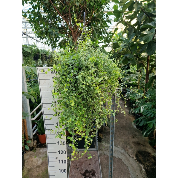 Горшечные цветы и растения оптом Ficus Pumila White Sunny Hangplant от 2шт из Голландии с доставкой по России