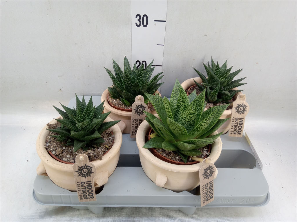 Горшечные цветы и растения оптом Aloe   ...mix от 4шт из Голландии с доставкой по России