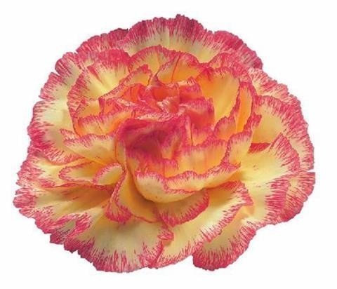 Срезанные цветы оптом Dianthus st komachi fiesta от 360шт из Голландии с доставкой по России