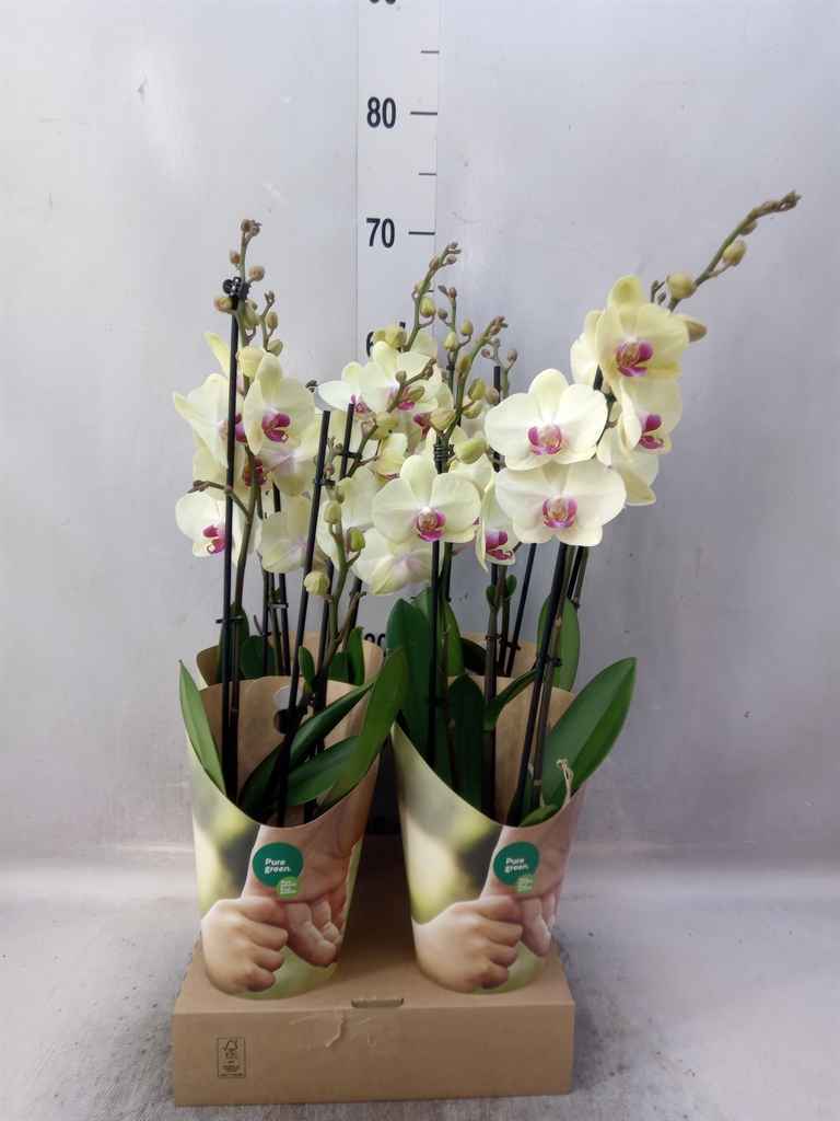 Горшечные цветы и растения оптом Phalaenopsis   ...yellow от 4шт из Голландии с доставкой по России