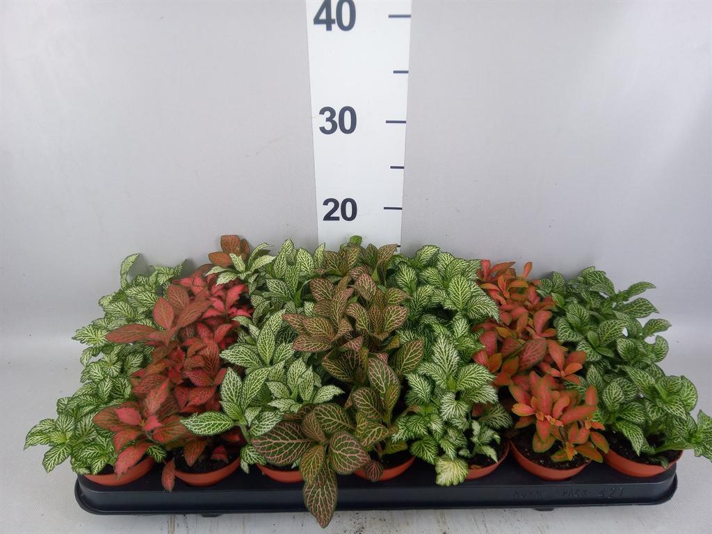 Горшечные цветы и растения оптом Fittonia Mix AA от 21шт (для телеги) из Голландии с доставкой по России