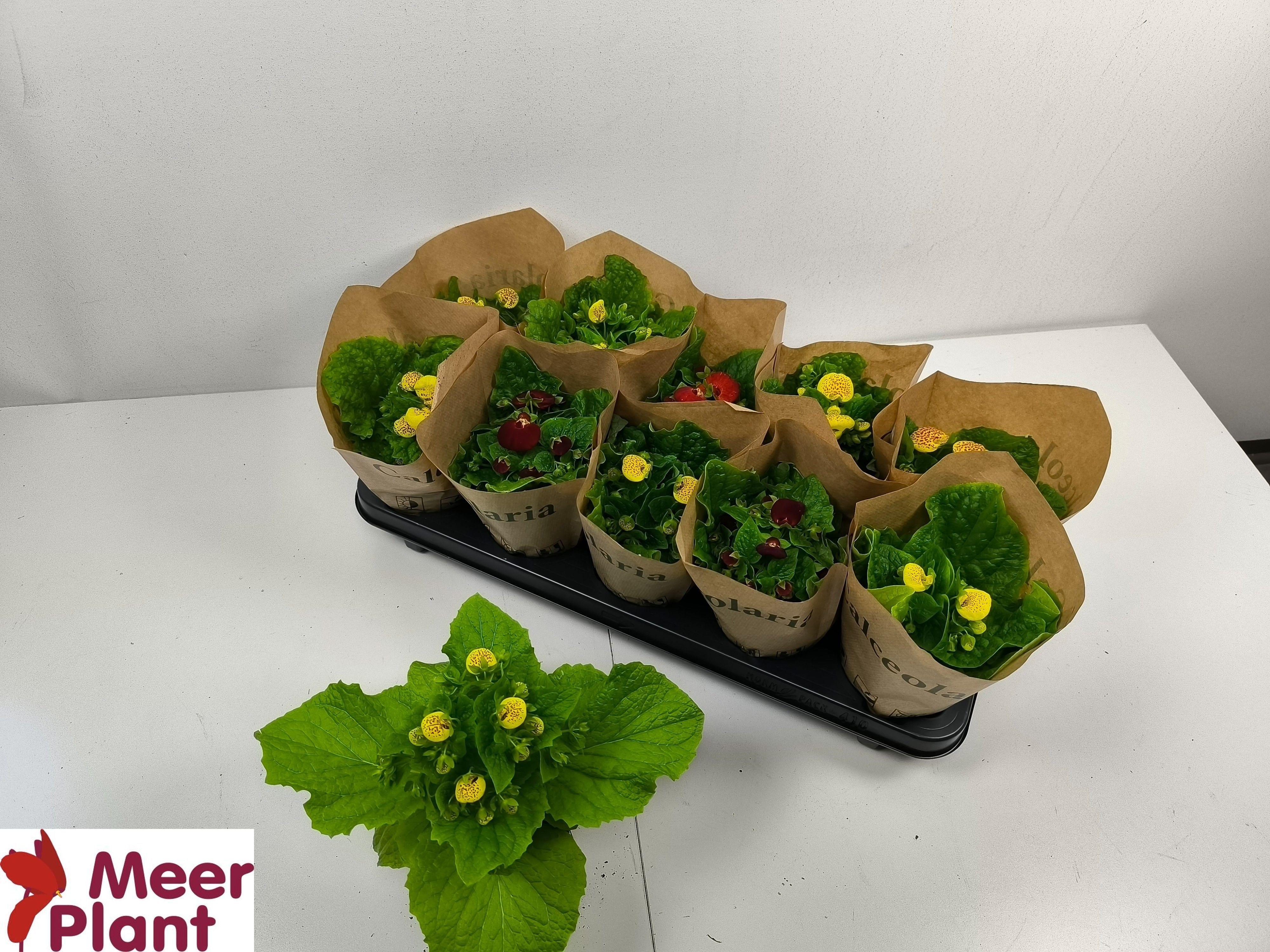 Горшечные цветы и растения оптом Calc X Herbeohybrida от 10шт из Голландии с доставкой по России