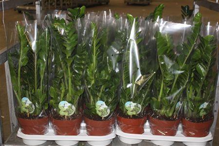 Горшечные цветы и растения оптом Zamio Midori 7+ от 3шт из Голландии с доставкой по России