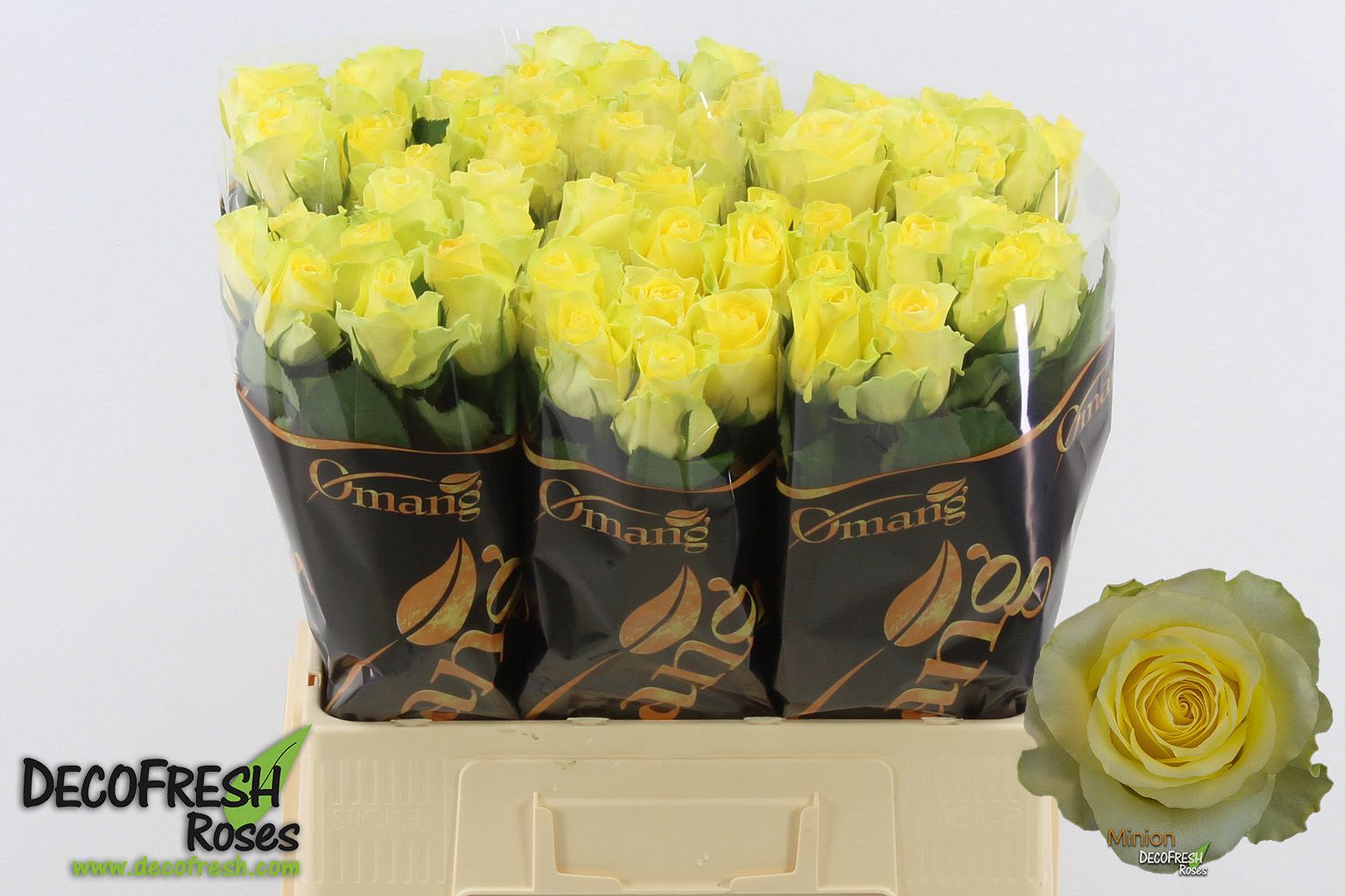 Срезанные цветы оптом Rosa large minion rose от 60шт. из Голландии с доставкой по России