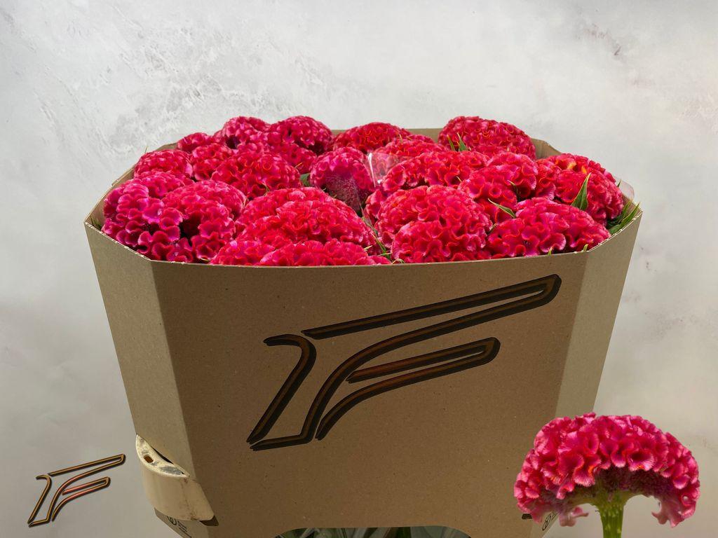 Срезанные цветы оптом Celosia coral diamonds от 20шт из Голландии с доставкой по России