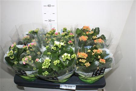 Горшечные цветы и растения оптом Kal Ge Gem 4 Kl от 6шт из Голландии с доставкой по России