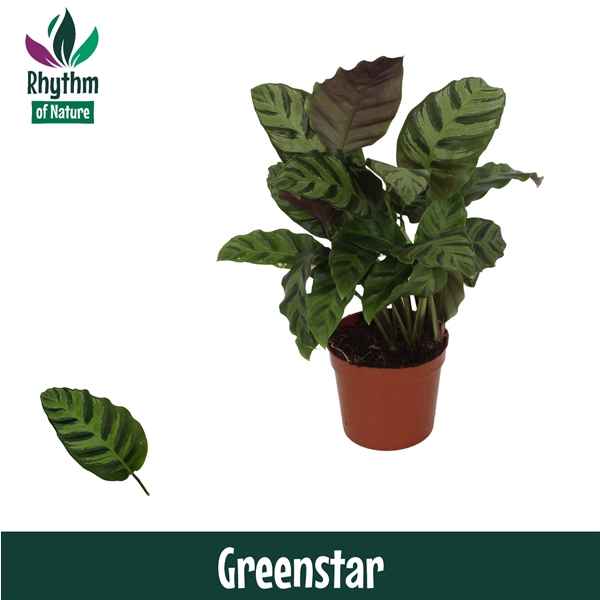 Горшечные цветы и растения оптом Calathea Greenstar Rhythm Of Nature от 10шт из Голландии с доставкой по России