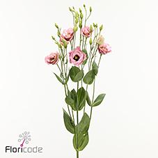 Срезанные цветы оптом Lisianthus do elece retro pink от 20шт из Голландии с доставкой по России