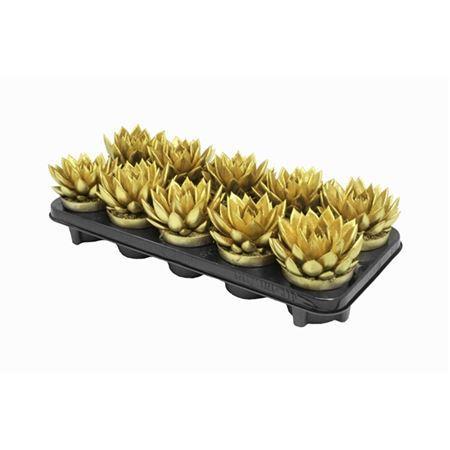 Горшечные цветы и растения оптом Echeveria Gold + Glitter от 10шт из Голландии с доставкой по России