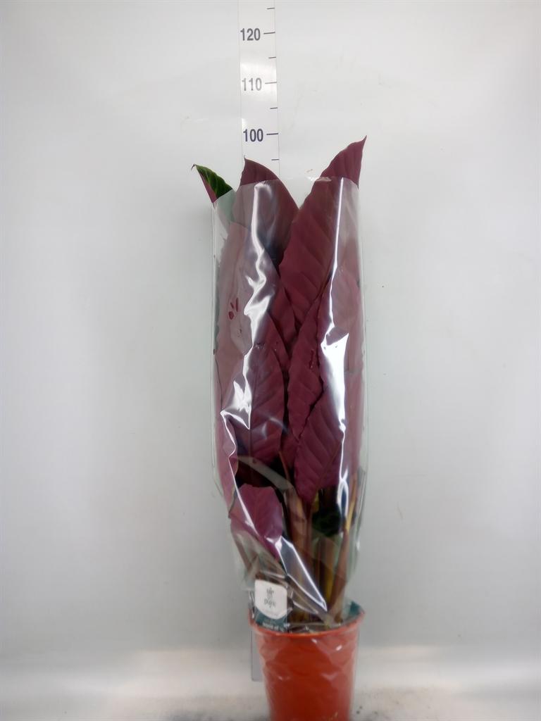 Горшечные цветы и растения оптом Calathea Warscewiczii от 3шт из Голландии с доставкой по России
