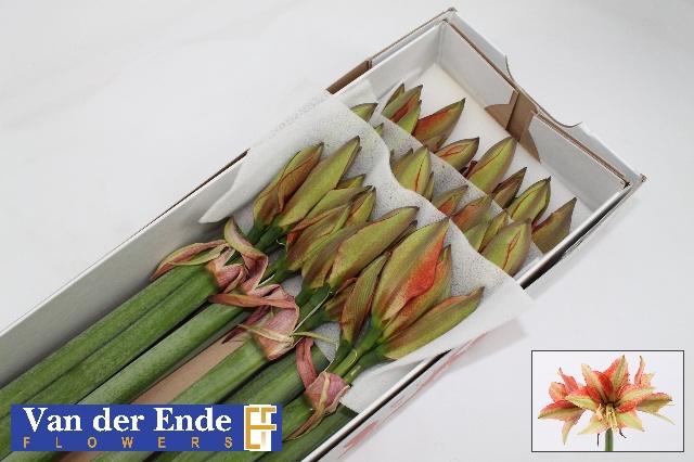 Срезанные цветы оптом Hippeastrum bentley от 15шт из Голландии с доставкой по России