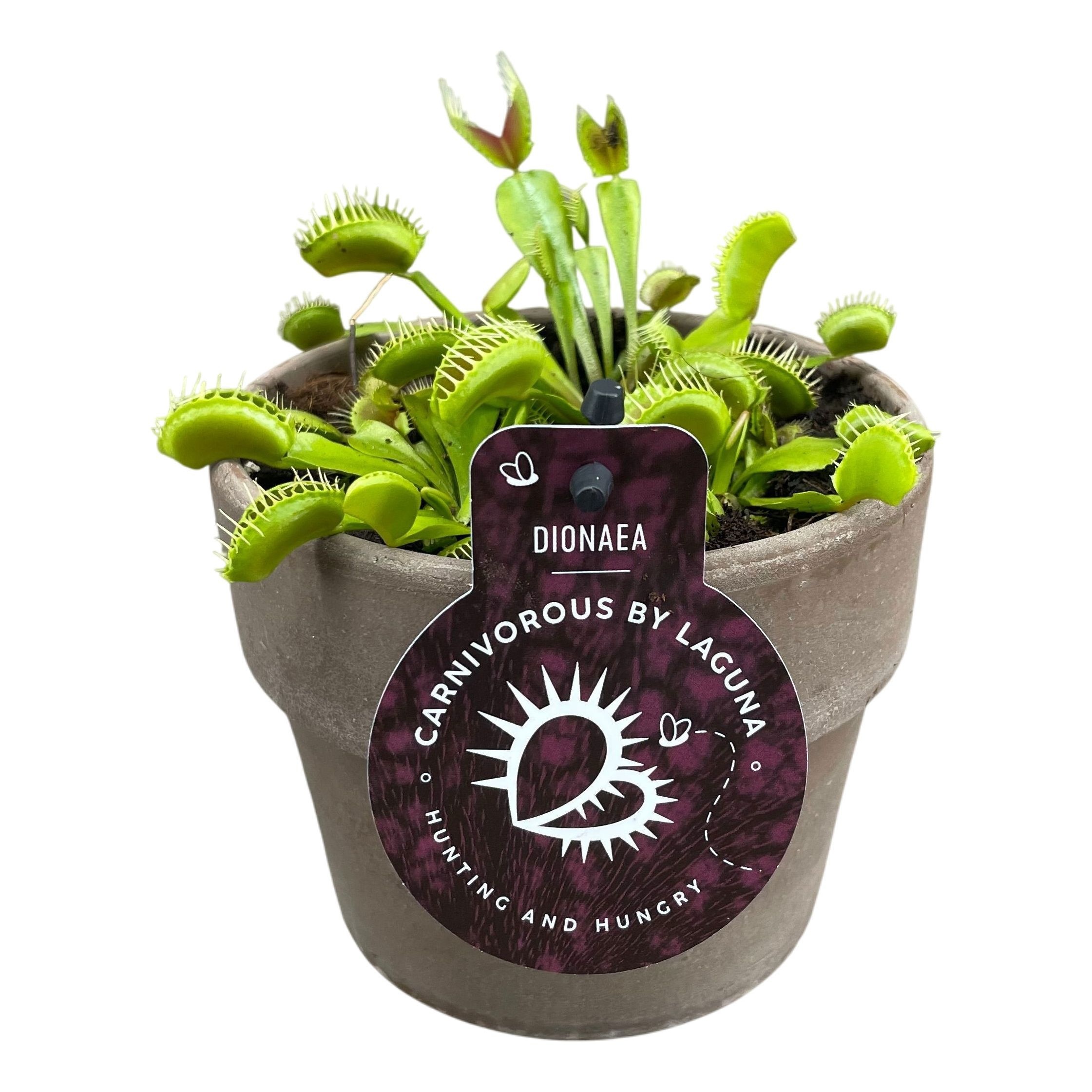 Горшечные цветы и растения оптом Dionaea Muscipula от 6шт из Голландии с доставкой по России