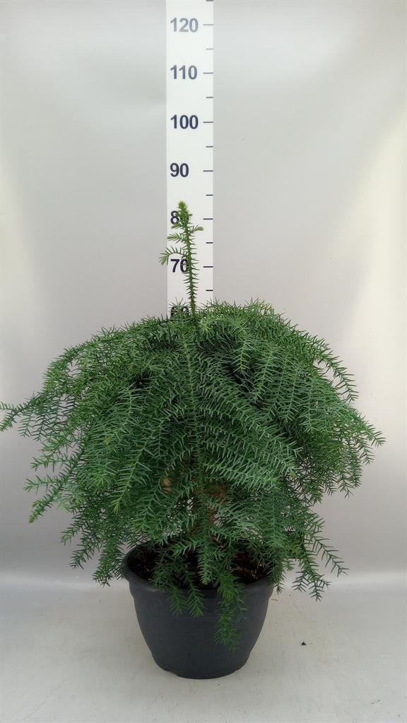 Горшечные цветы и растения оптом Araucaria ... от 1шт из Голландии с доставкой по России