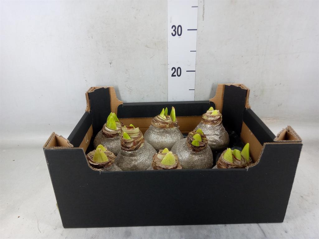 Горшечные цветы и растения оптом Hippeastrum   ...waxed H% от 8шт' из Голландии с доставкой по России