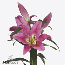 Срезанные цветы оптом Lilium or valdosta от 40шт из Голландии с доставкой по России