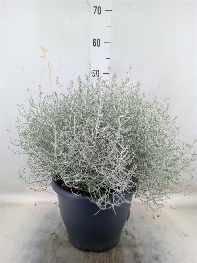 Горшечные цветы и растения оптом Leucophyta Brownii от 1шт из Голландии с доставкой по России