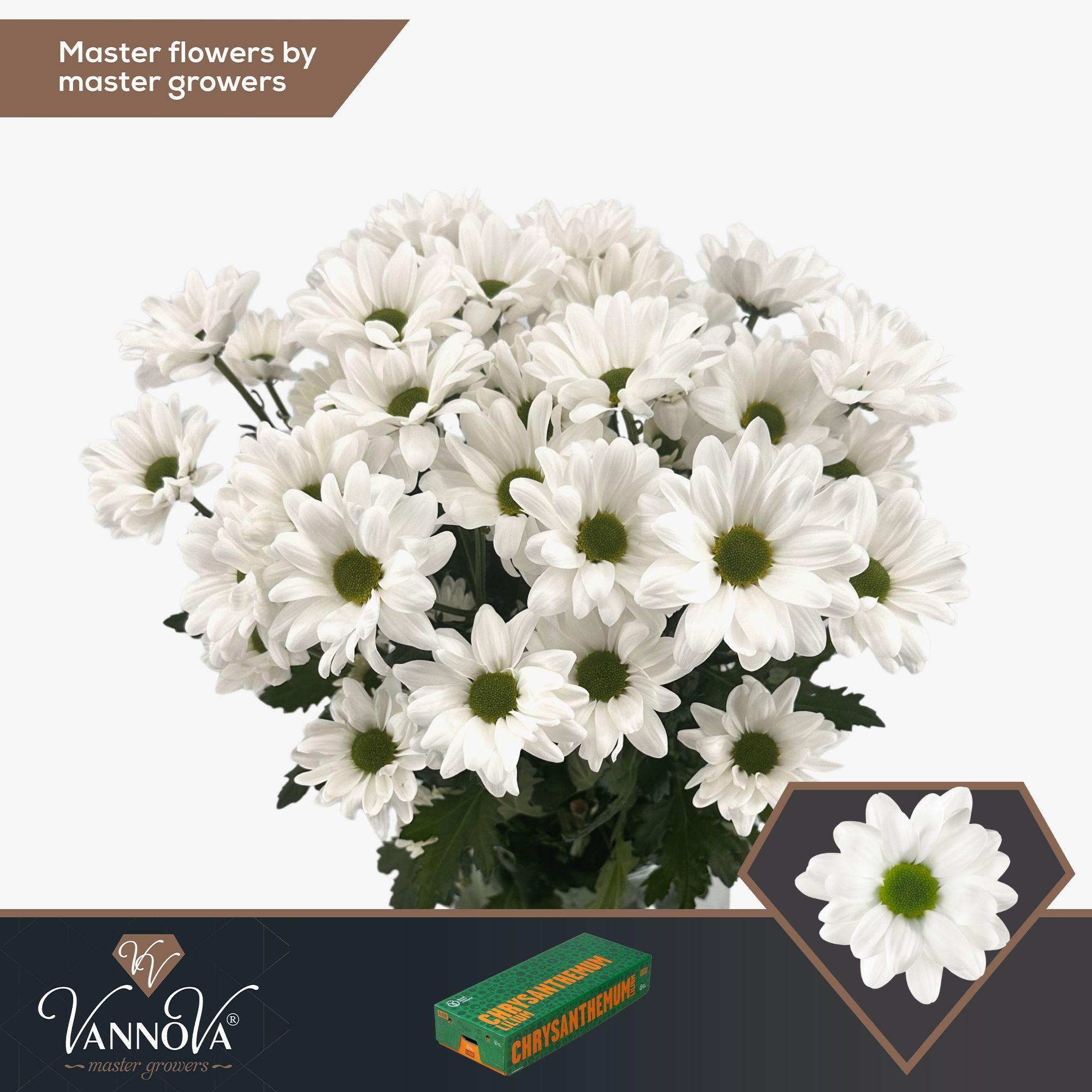 Срезанные цветы оптом Chrys sp chic от 20шт.. из Голландии с доставкой по России