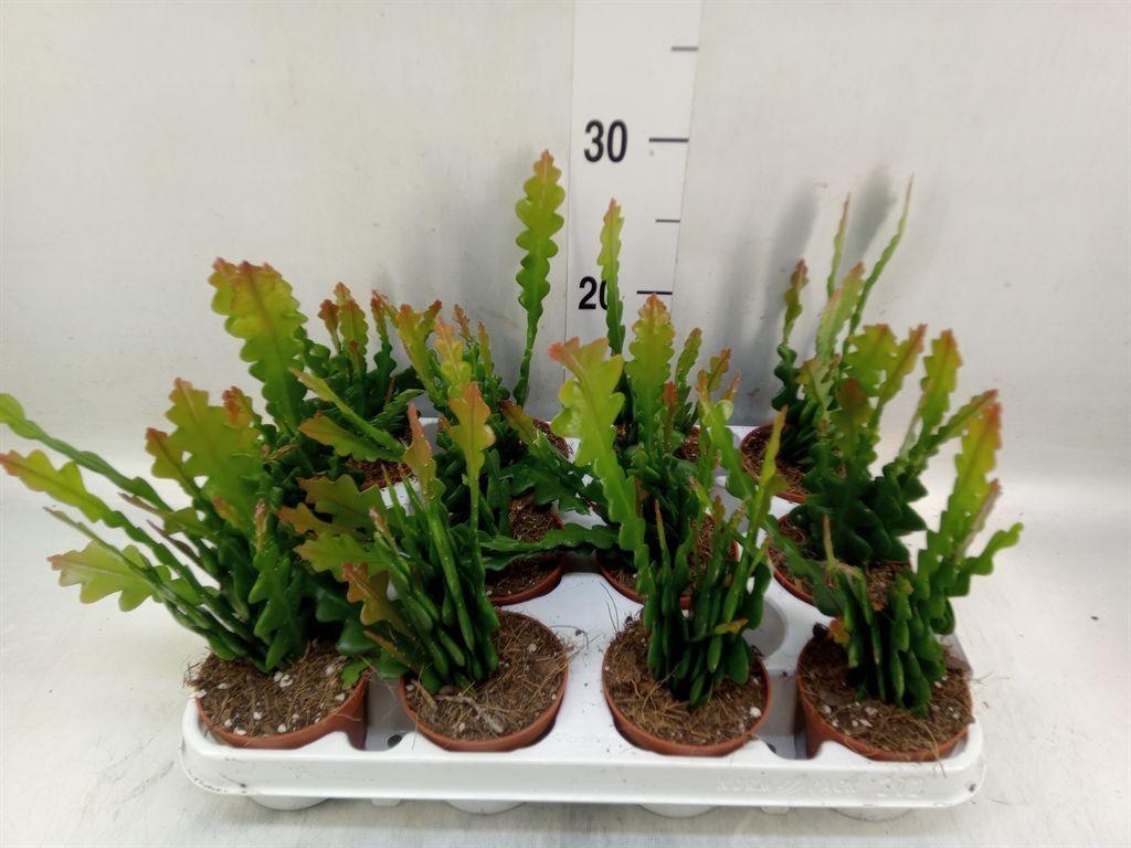 Горшечные цветы и растения оптом Epiphyllum Anguliger от 12шт (для телеги) из Голландии с доставкой по России