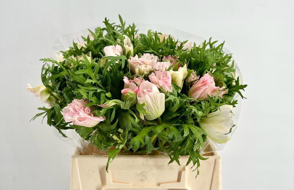 Срезанные цветы оптом Anemone mistral plus pink light от 50шт из Голландии с доставкой по России