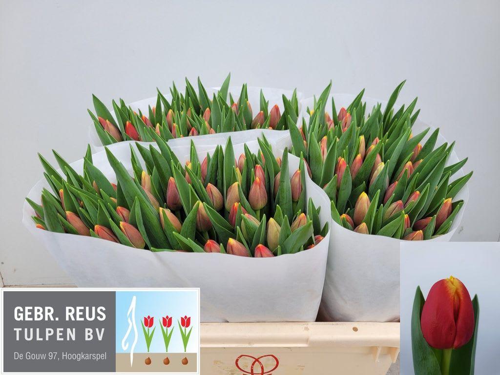 Срезанные цветы оптом Tulipa si replay от 150шт из Голландии с доставкой по России