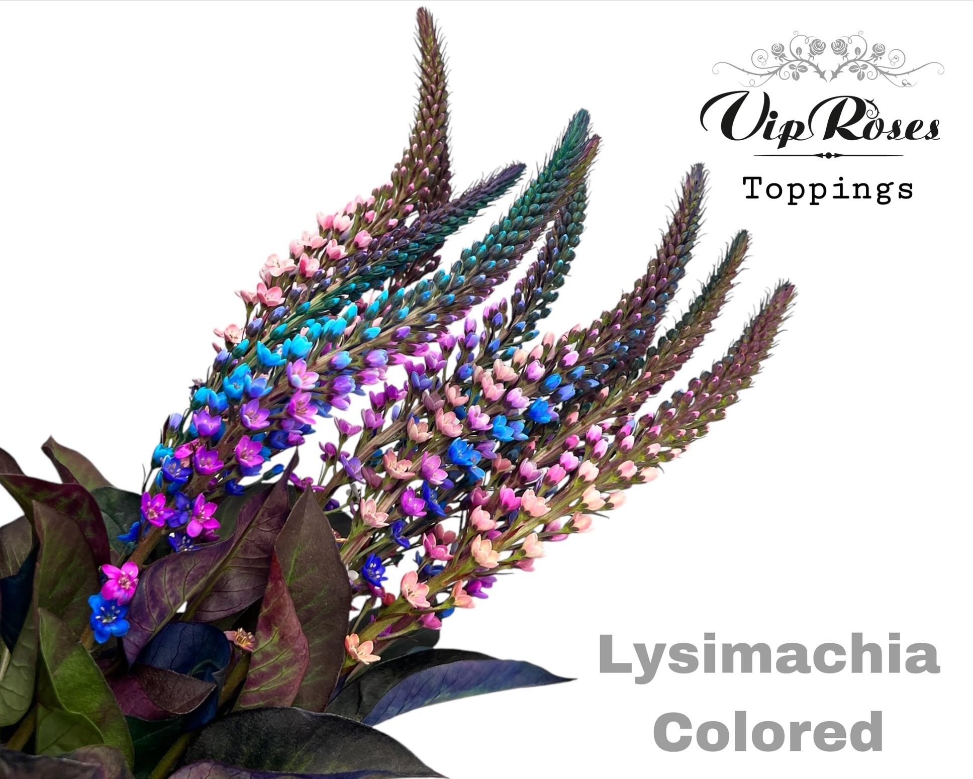 Срезанные цветы оптом Lysimachia paint rainbow от 50шт из Голландии с доставкой по России