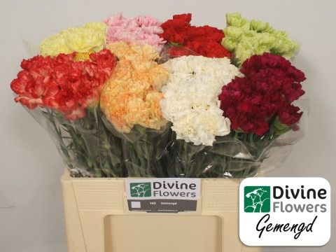 Срезанные цветы оптом Dianthus st mix in box от 160шт.. из Голландии с доставкой по России