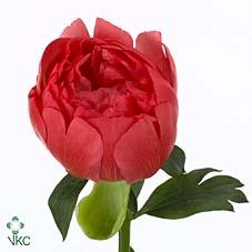 Срезанные цветы оптом Paeonia coral sunset от 100шт из Голландии с доставкой по России