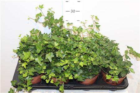 Горшечные цветы и растения оптом Hed He Wonder от 8шт из Голландии с доставкой по России