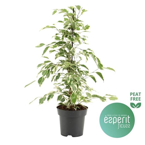 Горшечные цветы и растения оптом Ficus Be Twilight от 8шт из Голландии с доставкой по России