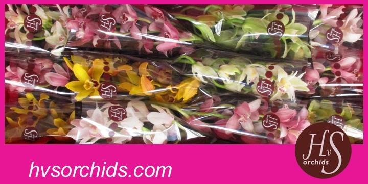 Срезанные цветы оптом Cymbidium mix от 12шт из Голландии с доставкой по России