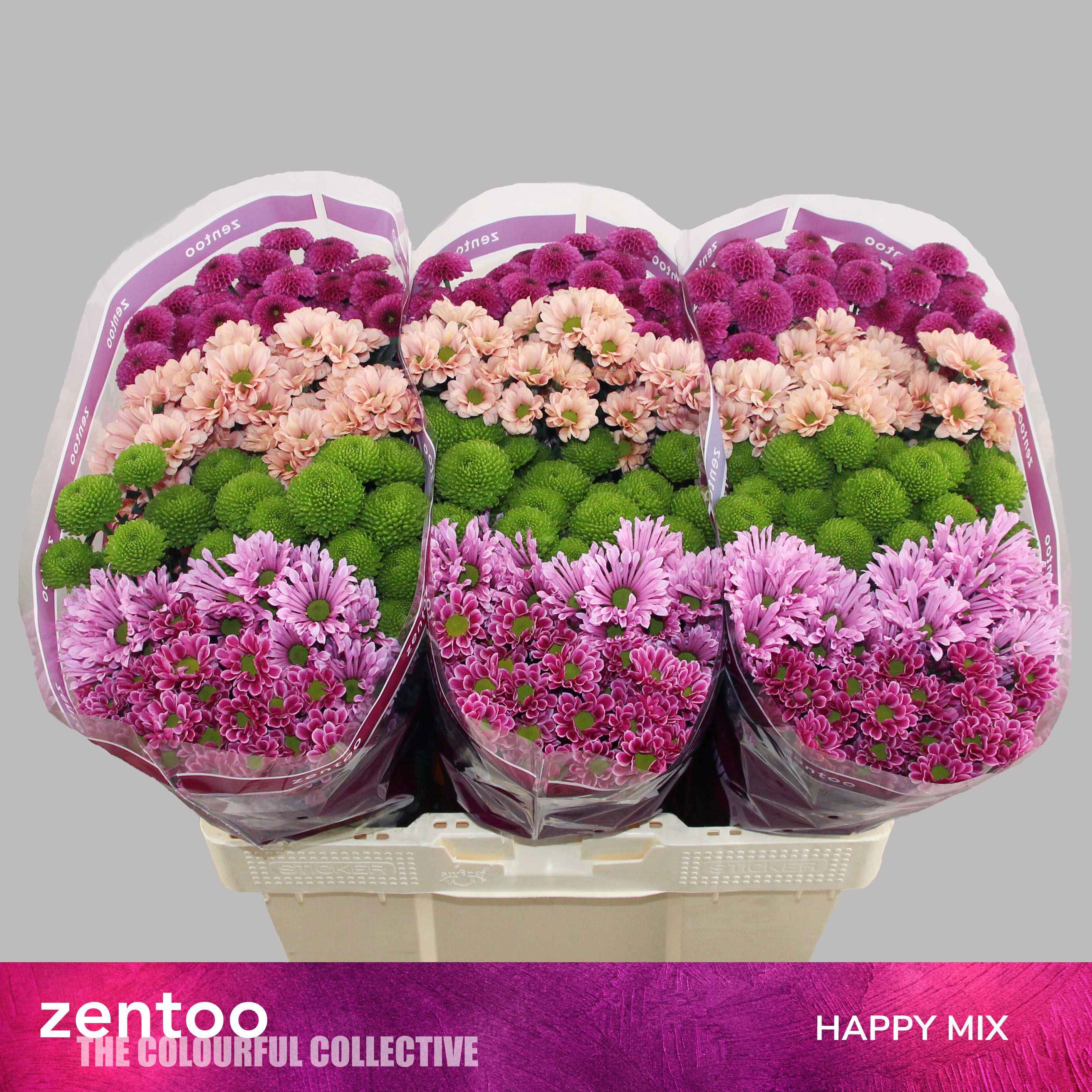 Срезанные цветы оптом Chrys sa mix happy от 75шт. из Голландии с доставкой по России