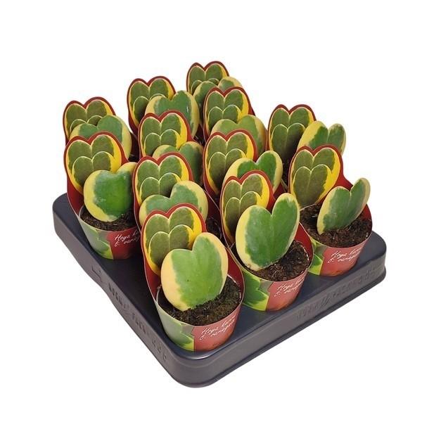 Горшечные цветы и растения оптом Hoya Kerrii Variegata от 12шт (для телеги) из Голландии с доставкой по России Горшечные цветы и растения оптом Hoya Kerrii Variegata от 12шт (для телеги) из Голландии с доставкой по России