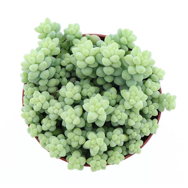 Горшечные цветы и растения оптом Sedum Burrito от 12шт (для телеги) из Голландии с доставкой по России