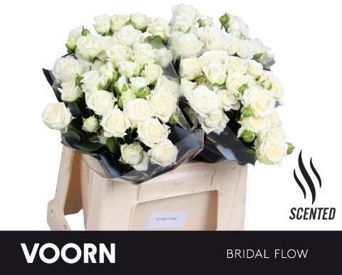 Срезанные цветы оптом Rosa spray bridal flow scented от 30шт из Голландии с доставкой по России