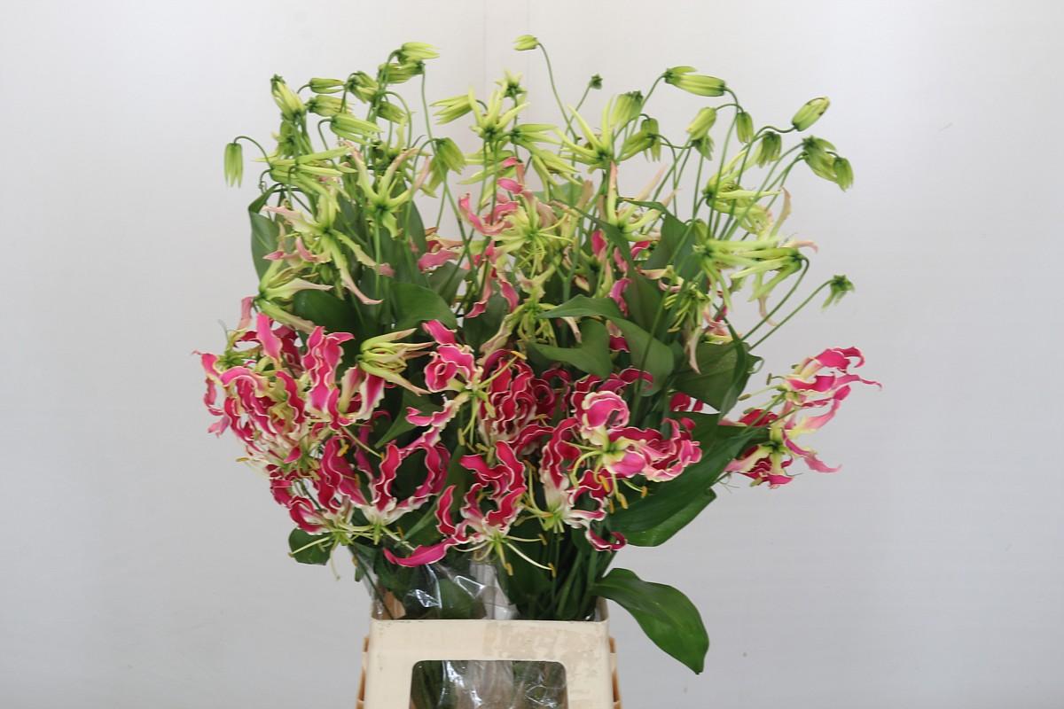 Срезанные цветы оптом Gloriosa pink lady от 20шт из Голландии с доставкой по России