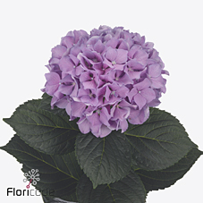 Срезанные цветы оптом Hydrangea royal benefit от 10шт. из Голландии с доставкой по России