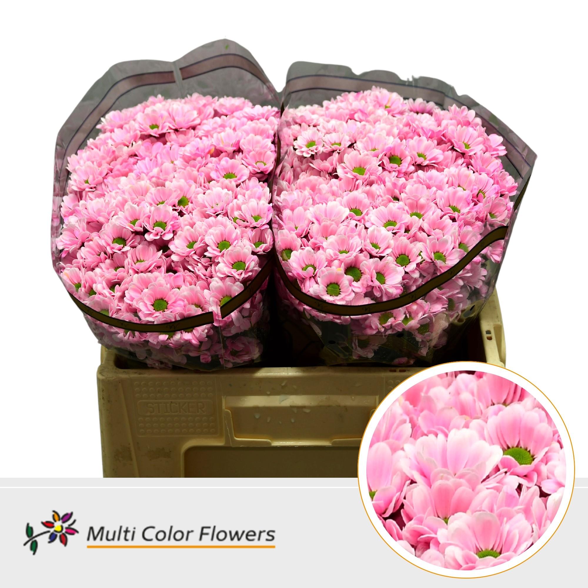 Срезанные цветы оптом Chrys sa paint bowie soft pink от 50шт из Голландии с доставкой по России