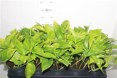 Горшечные цветы и растения оптом Epipr Hicolor от 10шт из Голландии с доставкой по России