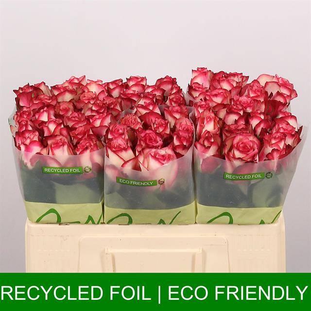 Срезанные цветы оптом Rosa large paloma от 60шт из Голландии с доставкой по России