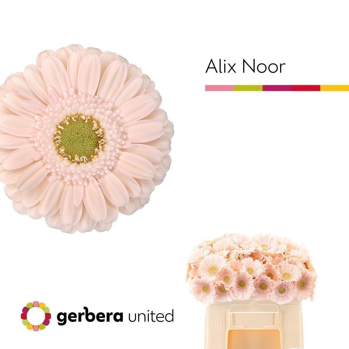 Срезанные цветы оптом Germini alix-noor от 60шт. из Голландии с доставкой по России