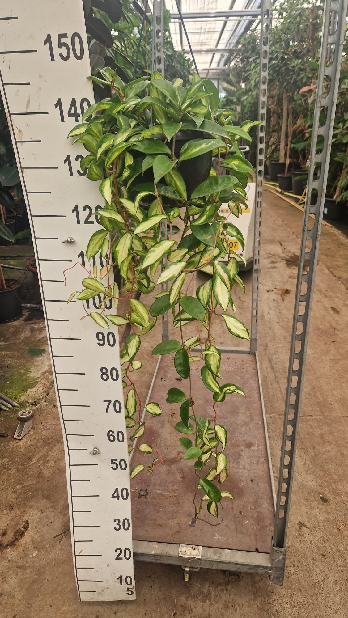 Горшечные цветы и растения оптом Hoya Carnosa Tricolor 100 от 2шт из Голландии с доставкой по России