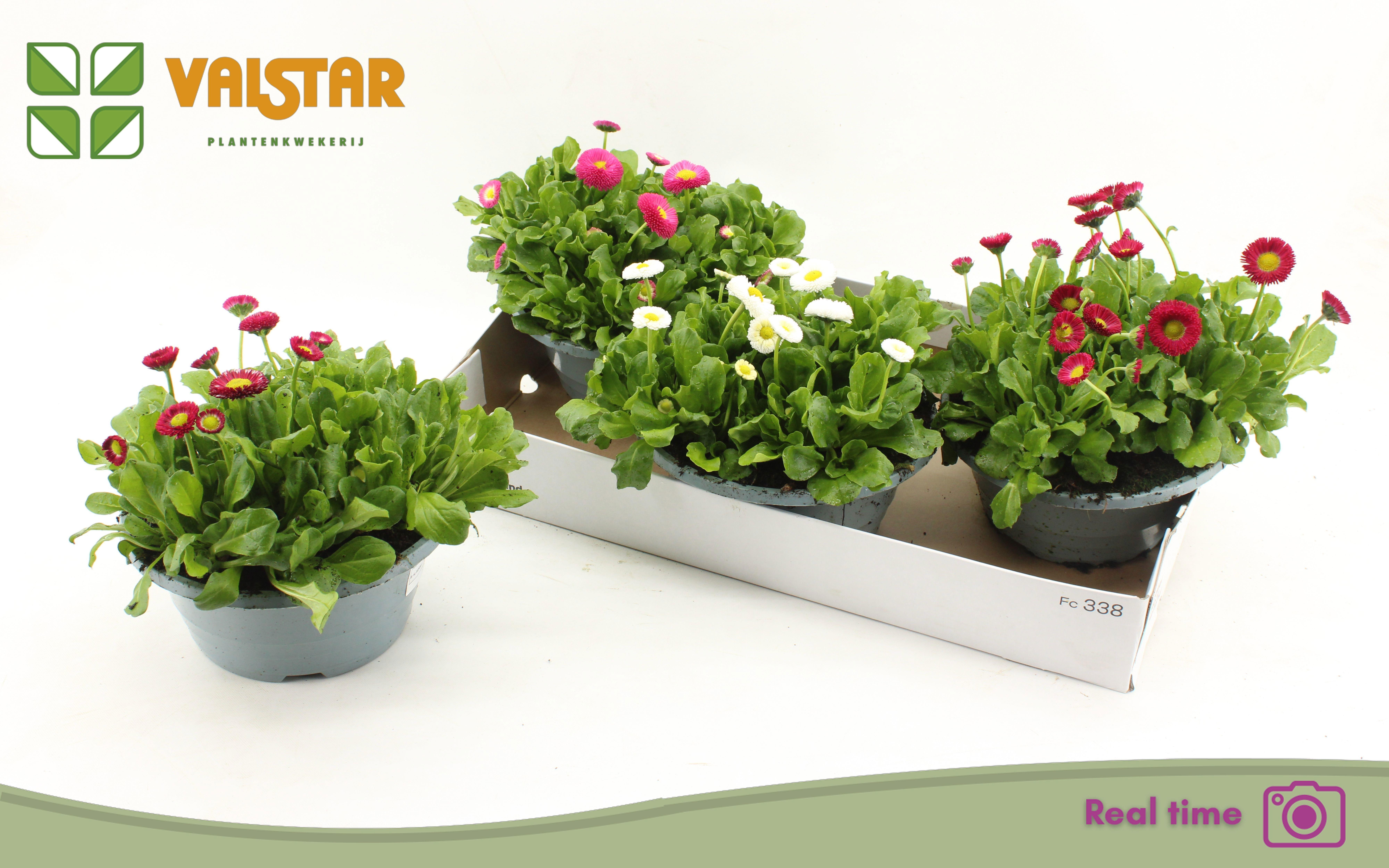 Горшечные цветы и растения оптом Bellis P Kl Bel Gem от 3шт из Голландии с доставкой по России