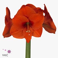 Срезанные цветы оптом Hippeastrum naranja от 15шт из Голландии с доставкой по России