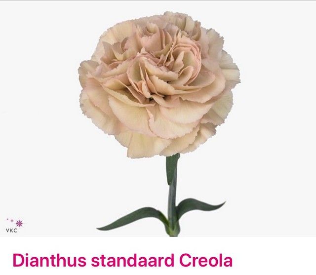 Срезанные цветы оптом Dianthus st creola от 80шт из Голландии с доставкой по России